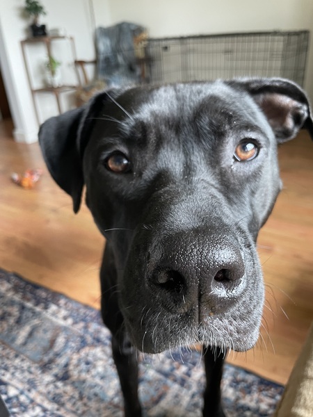 Entry image for Lady. Clicking this image will show a larger photo