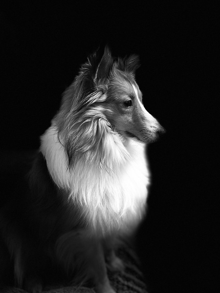 Entry image for Wiley. Clicking this image will show a larger photo