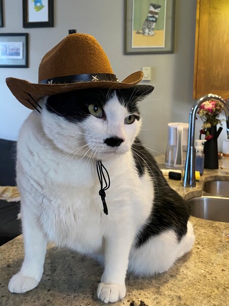 Entry image for Porkchop. Clicking this image will show a larger photo