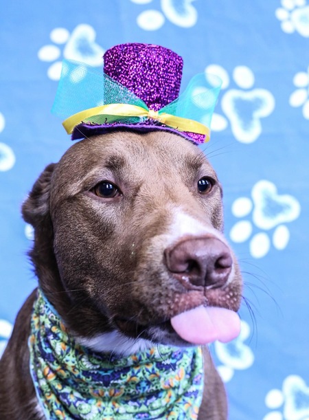 Entry image for Remy. Clicking this image will show a larger photo