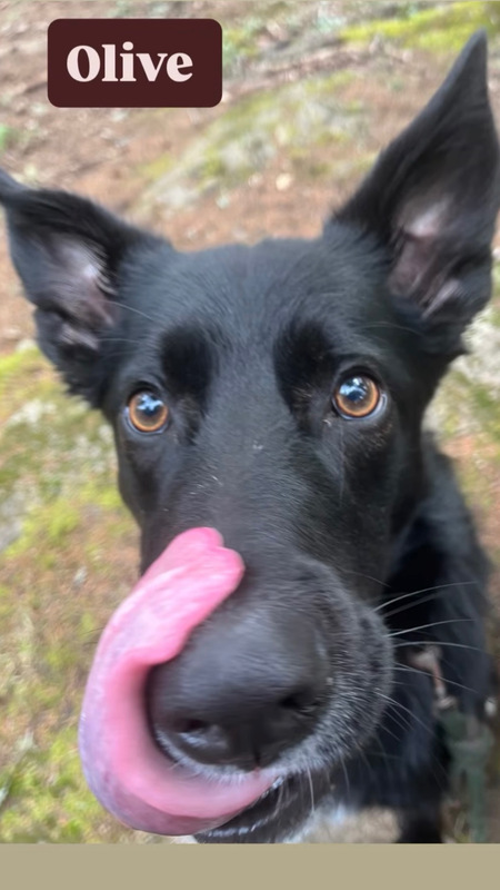 Entry image for Olive. Clicking this image will show a larger photo