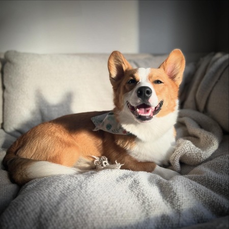 Entry image for Charlie . Clicking this image will show a larger photo