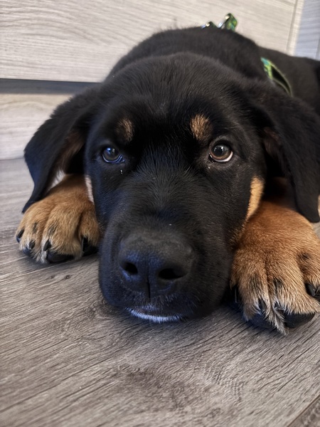 Entry image for Rocky. Clicking this image will show a larger photo