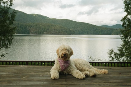 Entry image for Mo. Clicking this image will show a larger photo