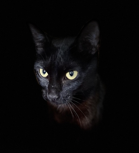 Entry image for Mortisha. Clicking this image will show a larger photo