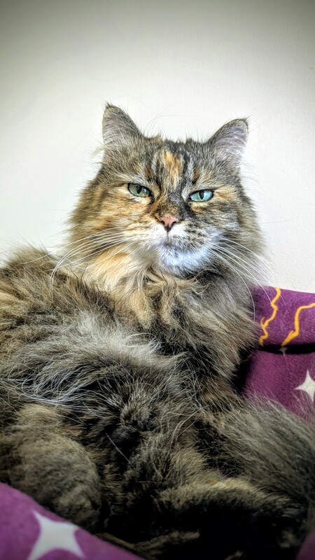 Entry image for Penny. Clicking this image will show a larger photo