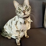 Entry image for Jasper