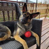 Entry image for Willow 