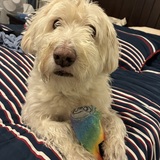 Entry image for Daisy