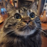 Entry image for Charlie