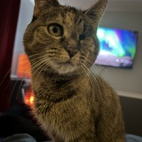 Entry image for Skiggs 