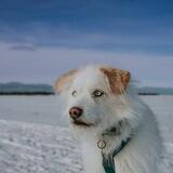 Entry image for Henry