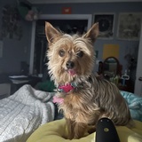 Entry image for Belle