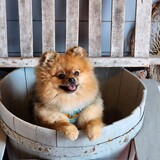 Entry image for Squiggles