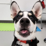 Entry image for Ollie