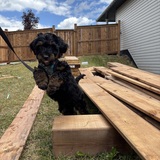 Entry image for Louie