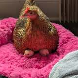 Entry image for Spunky Brewster 