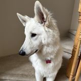 Entry image for Esther