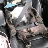 Entry image for Scooch