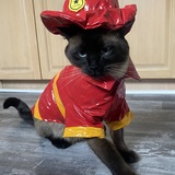 Entry image for Beau