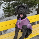 Entry image for Piper