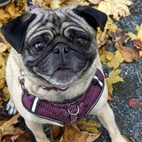 Entry image for Marley