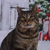 Entry image for Tonic