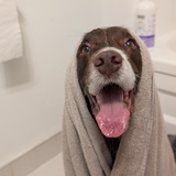 Entry image for Bruno