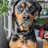 Entry image for Lupin