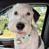 Entry image for Oliver 🐾