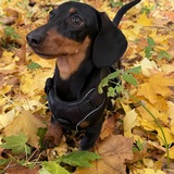 Entry image for Remi