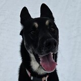 Entry image for Scout