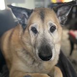 Entry image for Jaxon