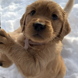 Entry image for Hazel