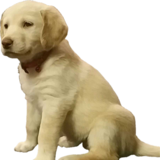 Entry image for KODA