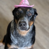 Entry image for Vera