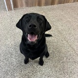 Entry image for Teddy