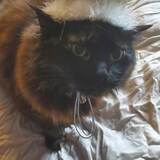 Entry image for Shadow