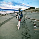 Entry image for Bucky 