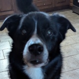 Entry image for Charlie