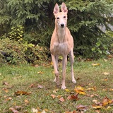 Entry image for Lyra