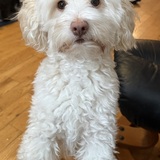 Entry image for Butters