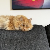 Entry image for Puss