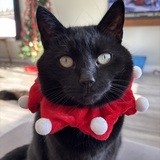 Entry image for Tippy