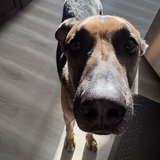 Entry image for Champ