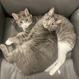 Entry image for Louie & Shadow