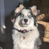 Entry image for Sasha