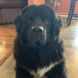 Entry image for Baloo