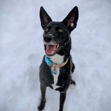 Entry image for Calvin 