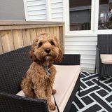 Entry image for Barney 